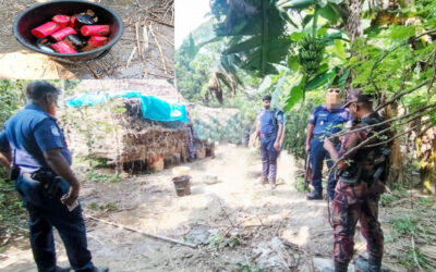 চাঁপাইনবাবগঞ্জে বিজিবির অভিযানে ১৯টি ককটেল জব্দ